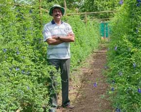 Blue Pea harvest Farming