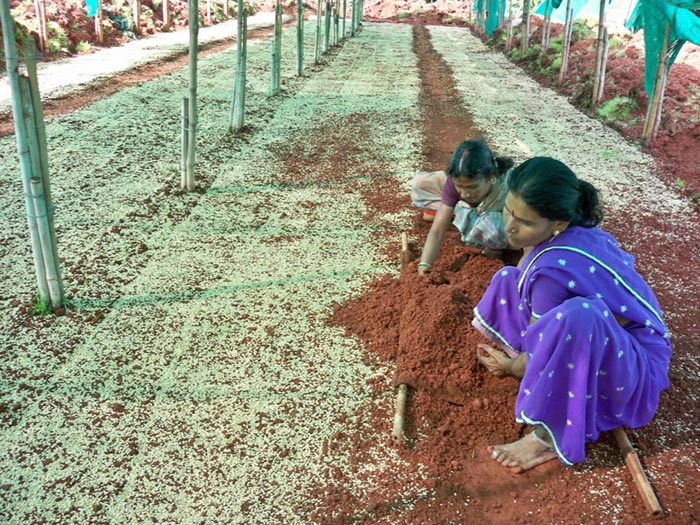 Wheat Grass Cultivation